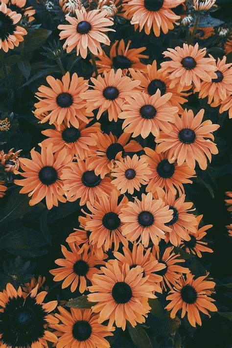 cute floral wallpaper|aesthetic cute flower desktop wallpaper.